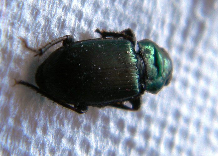 Harpalus distinguendus